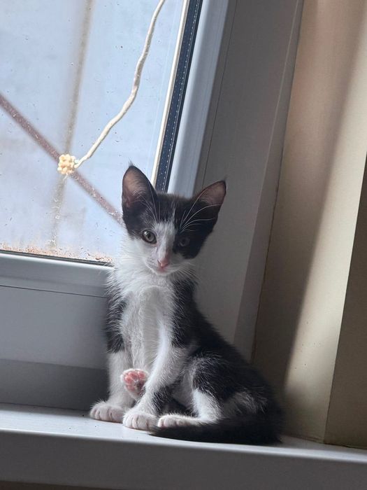 Котёнок девочка Варя красавчик!2 месяца!