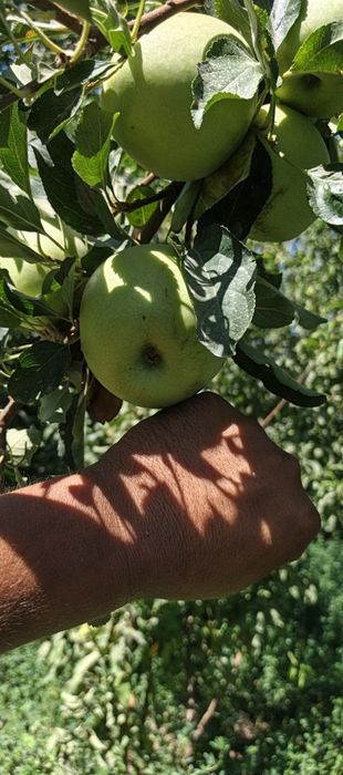 Олма сотилади голдин