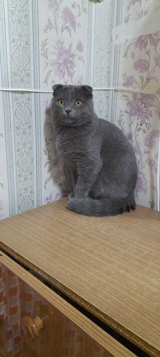 Rus ogil bolalar gey porno video