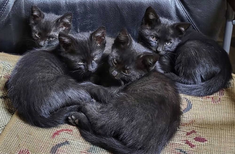 Котята в добрые руки