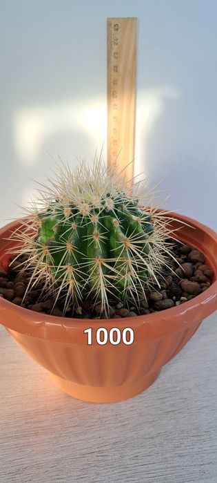 Распродажа кактусов(недорого)