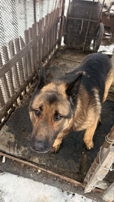 Продам Овчарку