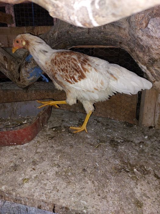 Gaini de rasa tineret și adulte