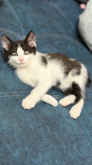 Отдадим котенка в хорошие руки