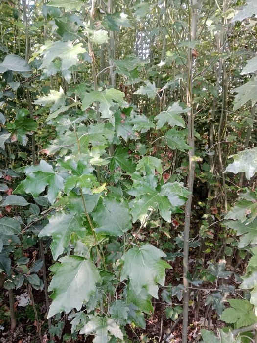 көк терек көшеті сатылады