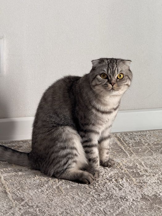 Отдаю кошку хорошим людям