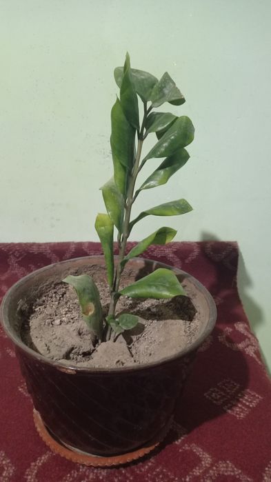 Гуллар сотилади буйи 25 30см