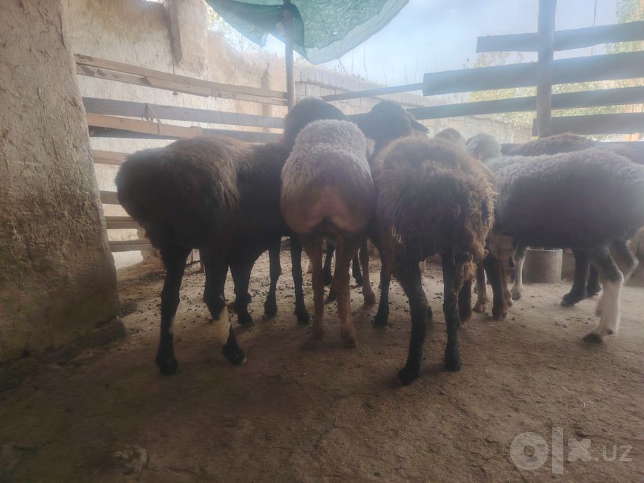 Qo'ylar holati alo darajada