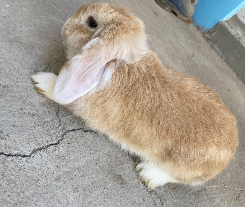 Quyon minilop
Sarigi karlik baran