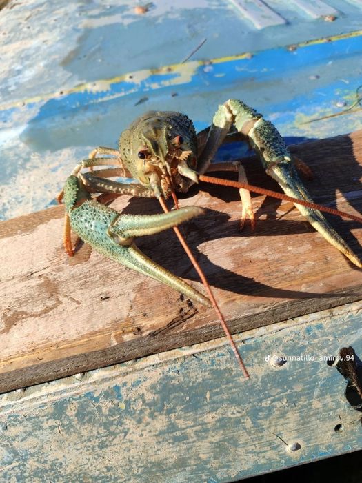 Живые раки с доставкой на дом. Мы предлагаем скидку 10% на все размеры