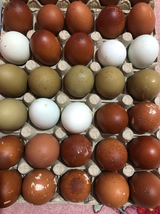 Vand oua marans și ameraucana