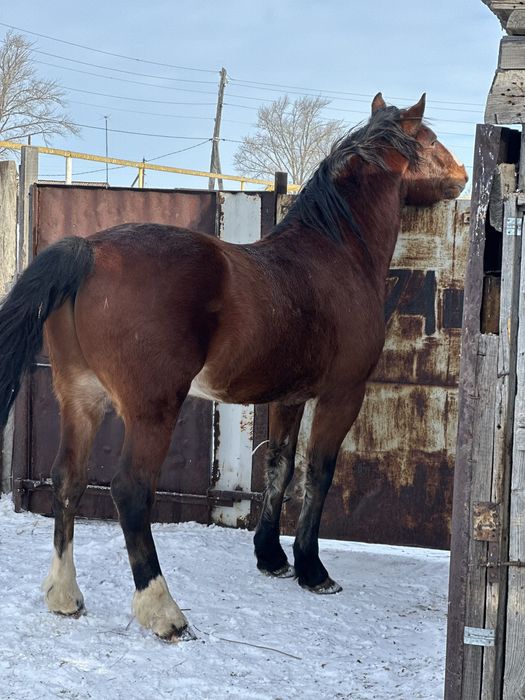 Продам хорошего жеребца