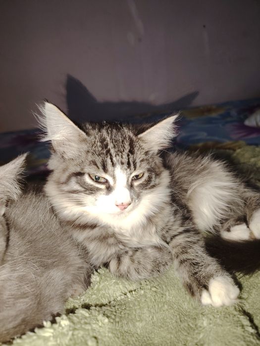 Отдам котят срочно очень красивые