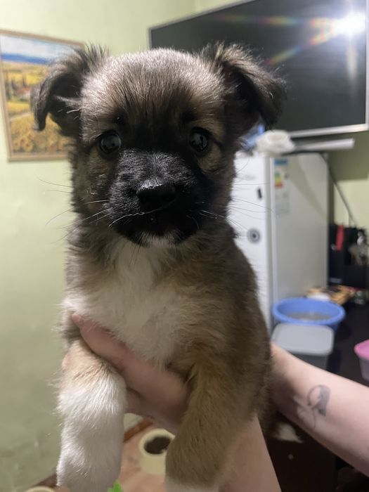 Отдам в добрые руки