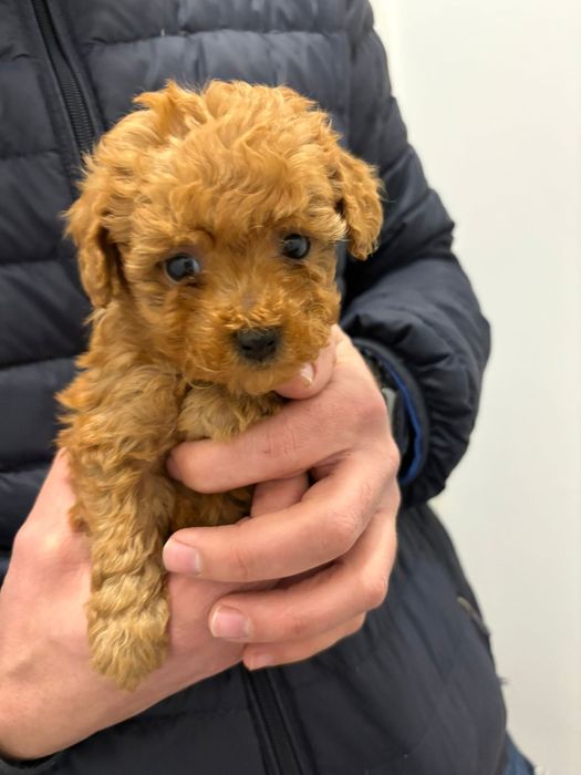 Той Пудел Ред Априкот