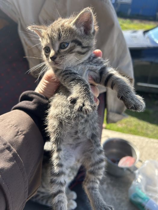 Отдам котят 1 мес косшы