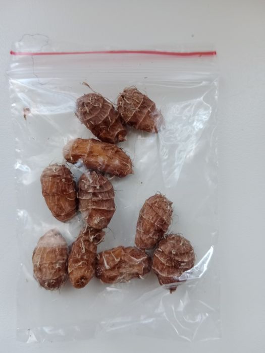 Продам. ЧУФА. Орешки для посадки.