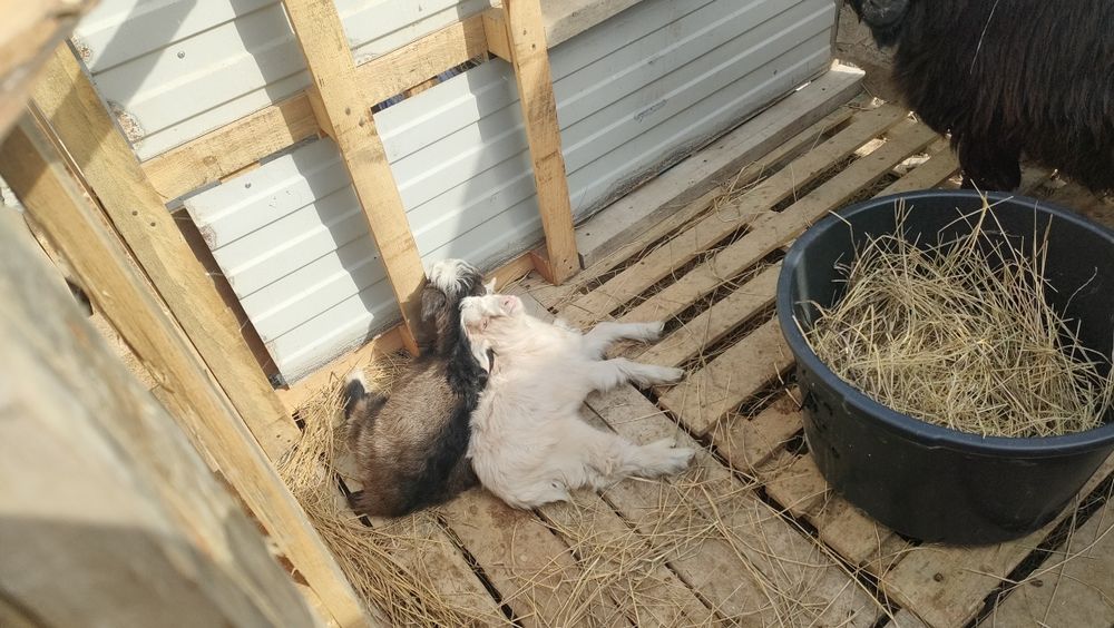 Ешки еки лагымен