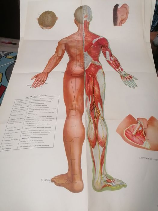 Carte acupunctură și cele 14 meridiane