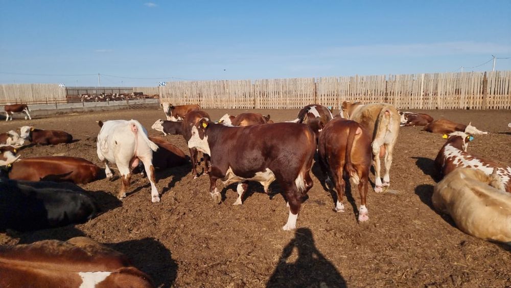 Бычки зернового откорма