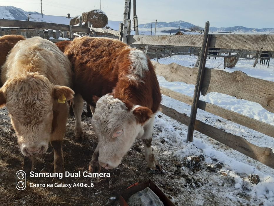 Торпақ палтырашка