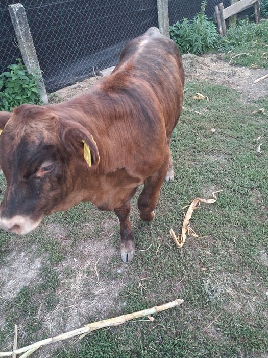 Taurasi angus roșu