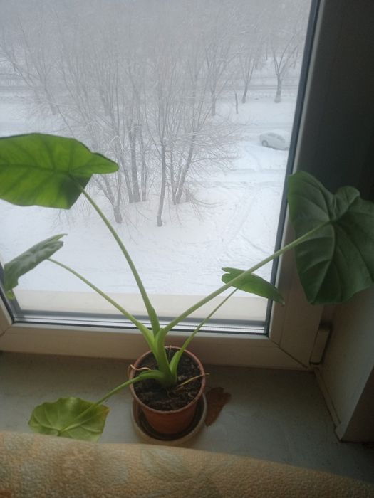 Цветок Алоказия Калидора