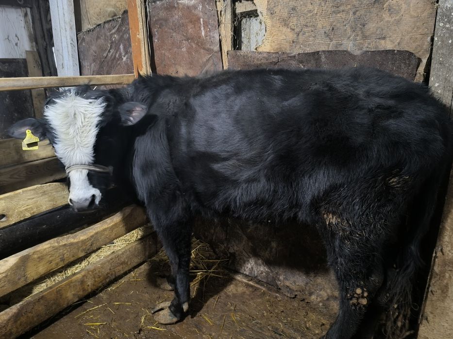 Продам бычков 5 шт