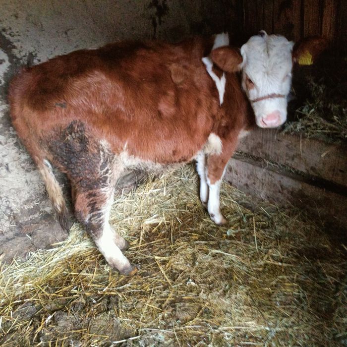 De vânzare. Vitele baltate