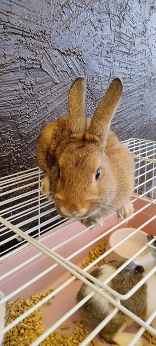 Продаются кролики 4 штуки