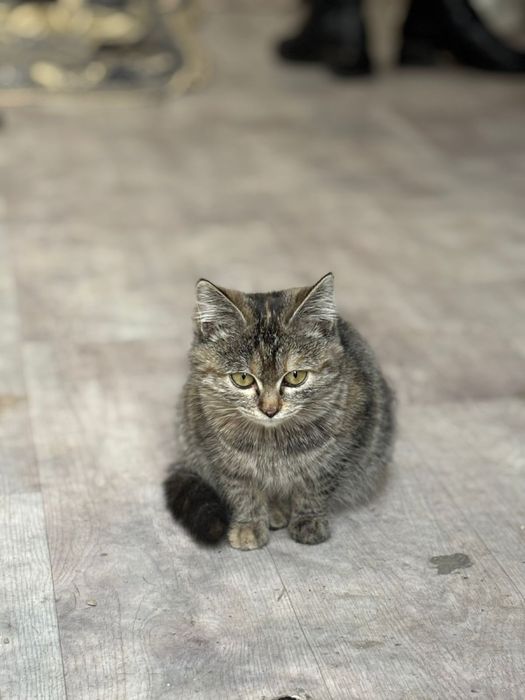 Кошка карлик Торби