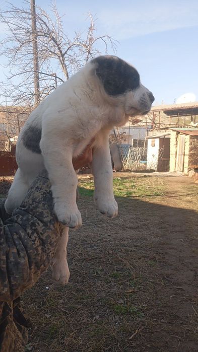 Alabay kuchik bollari