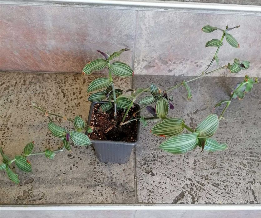 Цветя за продажба