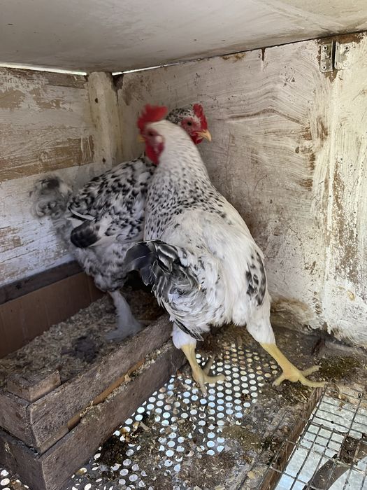 Продам молодых петушков