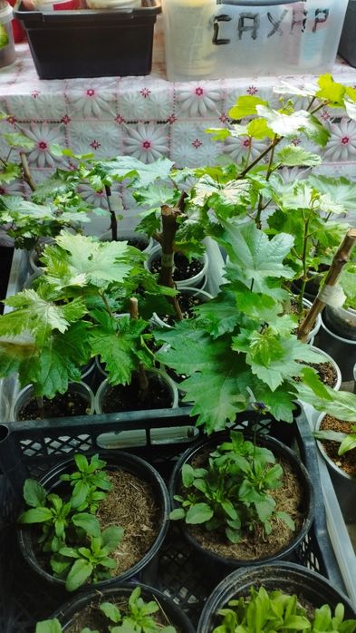 Саженцы винограда