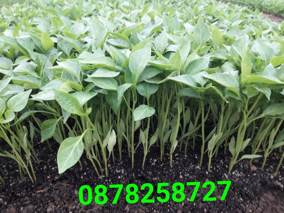 Продавам  разсад за Пипер и Домати и др.