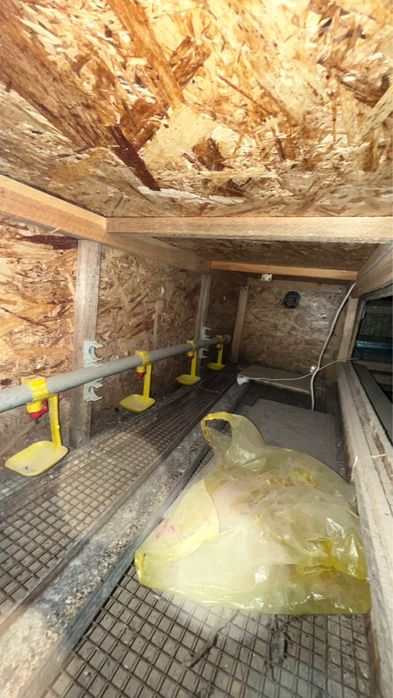 Брудер для цыплят