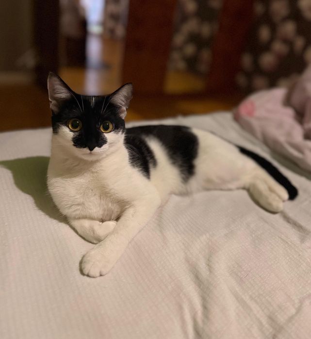 Отдаю кошечку  , 7 месяцев