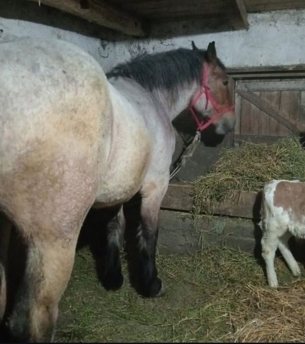 Mânză de  vânzare