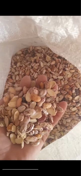 Fasol otxod sotiladi