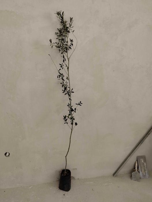 Студоустойчиви гръцки маслини