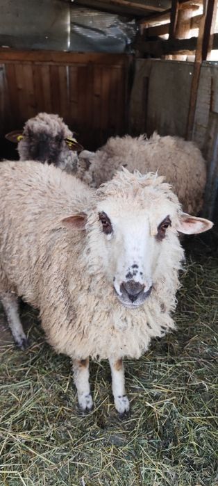 Vând 2 oi  foarte frumoase