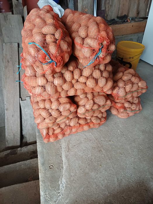 De vanzare cartofi de consum