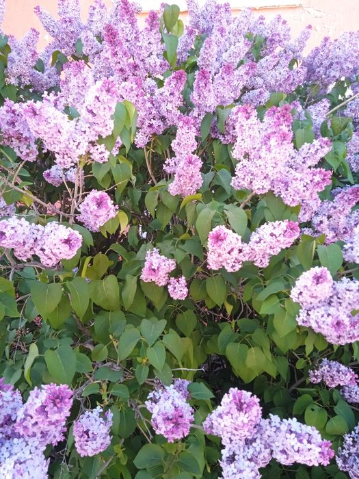 Сирень цветы свежие