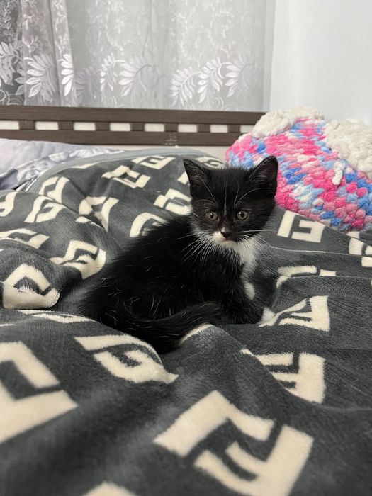 Котята полувислоухие