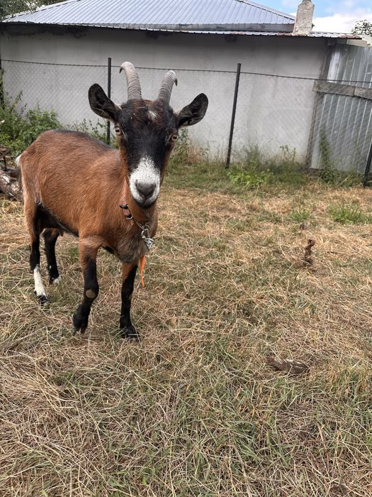 Capre Alpină Franceză + 2 iezi - de vânzare