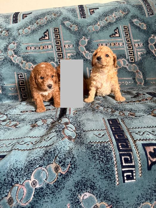 Той пудел момче и момиче