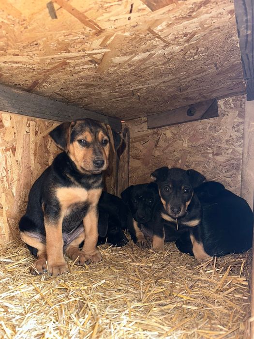 Cățeluși spre adopție