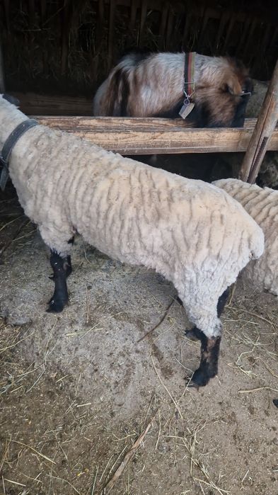 Vând oi Suffolk și capre alpine