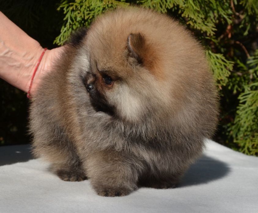 Fetita pomeranian mini/toy!